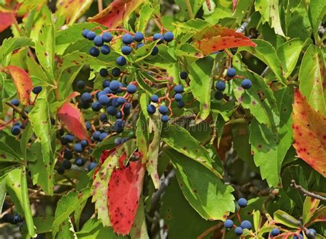Virginia Creeper With Berries Stock Photo Image Of Tree Flowering
