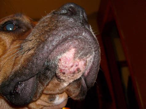 Rash On Chin Boxer Forum Boxer Breed Dog Forums