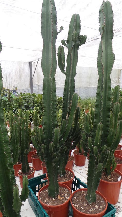 The taxon name comes from greek akantha and kalyx, which refers. six-reasons-to-join-the-cactus-trend-by-perfect-plants ...