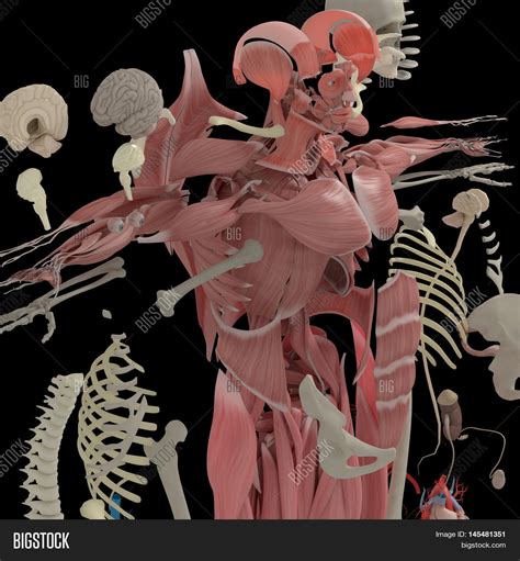 Human Anatomy Exploded Image And Photo Free Trial Bigstock