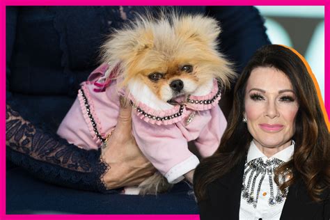 Is Giggy Dead Lisa Vanderpumps Dog Health Age Update The Daily Dish