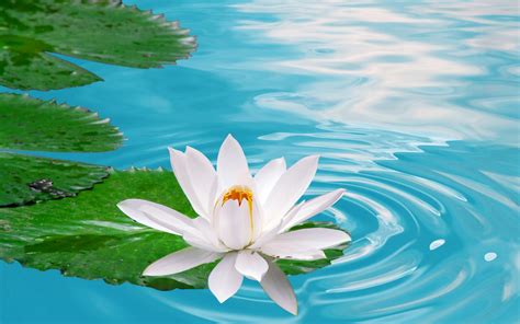 A Lotus Flower In A Pond