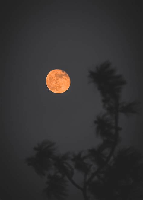 Download Beautiful Full Moon And Tree Branch Wallpaper