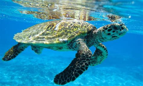 Hawksbill Sea Turtle Eretmochelys Imbricata Wildlife Act