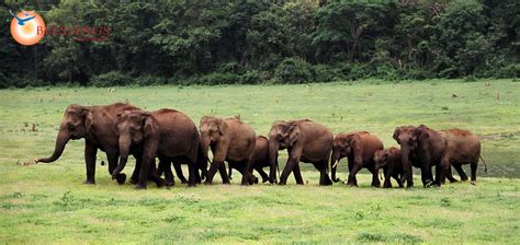 Male and female animals name list. Nagarhole Tourist Attractions