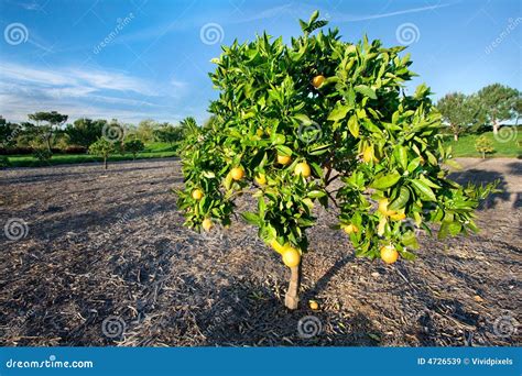 Orange Tree In California Stock Image Image Of Organic 4726539