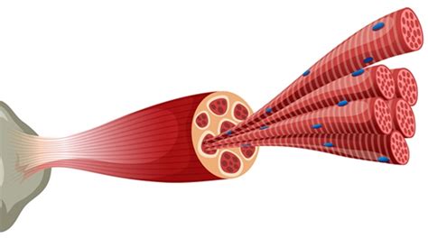 Quais As Principais Características Do Tecido Muscular Hexag Medicina