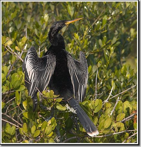 Anhingas are large and slender waterbirds with long fanlike tails that resemble a turkey's tail. Anhinga: Facts, Characteristics, Habitat and More | Animal ...