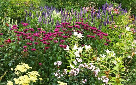 Herbaceous perennials are usually planted in a wide border or bed. Border Gardening: How to plant a herbaceous perennial ...