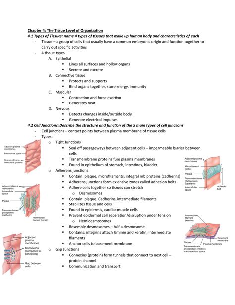 Anatomy And Physiology Chapter 4 Tissue Level Of Organization