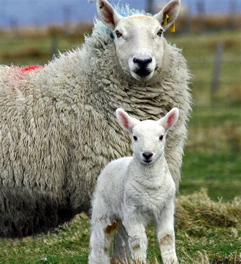 Cheviot Ewe And Lamb Photo Courtesy Of Wikimedia Commons Sheep