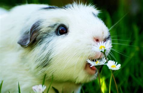 Domestic Guinea Pig Wallpapers Wallpaper Cave