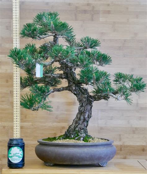 Bonsai Black Pine