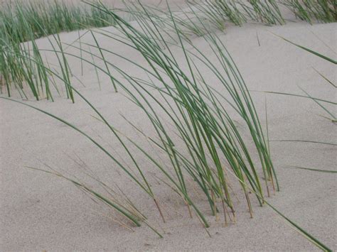 Free Stock Photo Of Coastal Grass Growing On A Dune Photoeverywhere