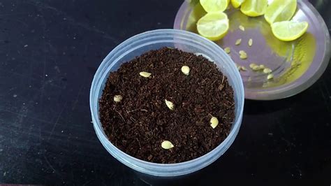 How To Germinate Lemon Seeds Easily At Home எலுமிச்சை விதைகள்