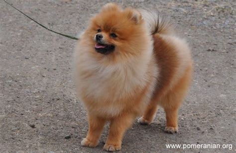 Canned and preserved peaches carry additional qualifications for canine consumption. Can Pomeranian Dogs Eat Fruit? (With images) | Pomeranian facts, Pomeranian dog, Pomeranian