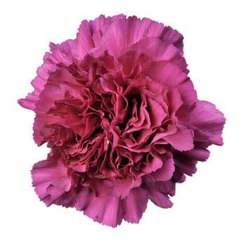 At the same time, our cbd store provides consumers a large selection of merchandise for sale, such as delicious cbd gummies and potent cbd oil to soothing lotions and cbd treats for dogs and cats. Purple Carnation Flowers | Buy Bulk Carnations at ...