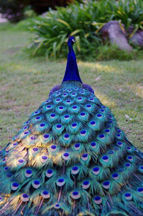 17 Best Images About Birds Peacocks In All Colors On Pinterest Green