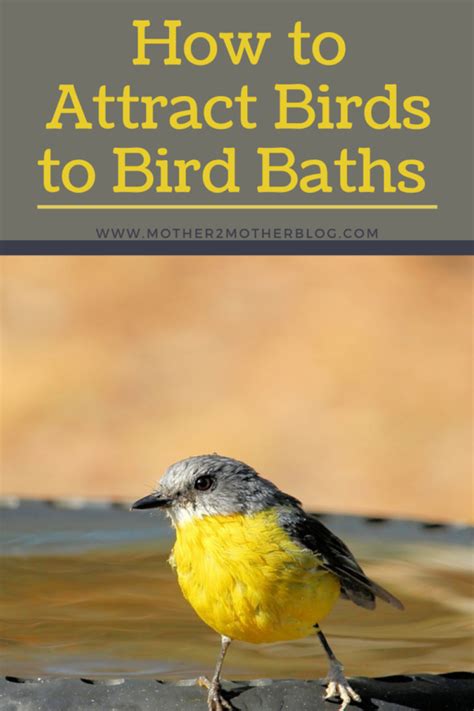 Every Backyard Bird Sanctuary Needs To Have A Bird Bath Birds Use Bird