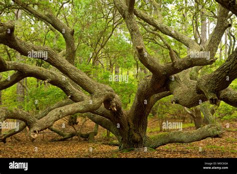 Loblolly Pine Trees High Resolution Stock Photography And Images Alamy