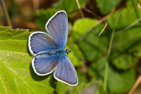 Uk Butterflies Silver Studded Blue Plebejus Argus