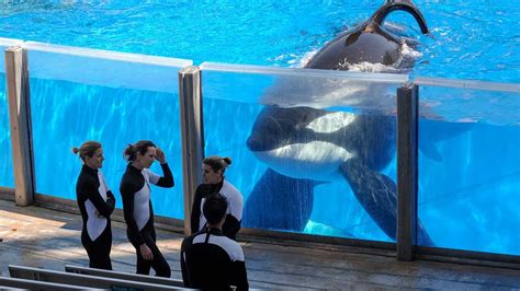 As Seaworld Stops Breeding Orcas What Are The Impacts For