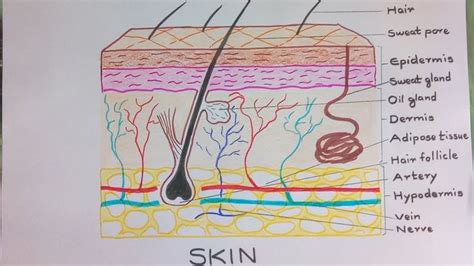 Skin Diagram How To Draw And Label The Parts Of Skin Skin Drawing