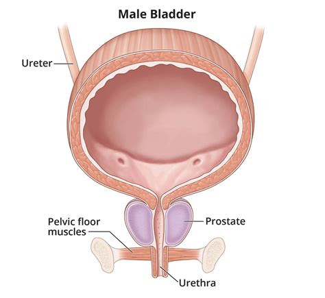 Symptoms And Causes Of Bladder Control Problems Urinary Incontinence Niddk