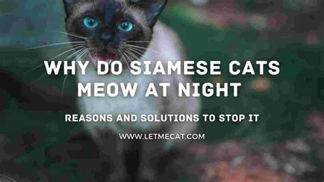 Why Do Siamese Cats Meow At Night Reasons Solutions Let Me Cat