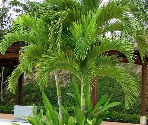 How To Grow The Christmas Palm Tree Veitchia Merrillii