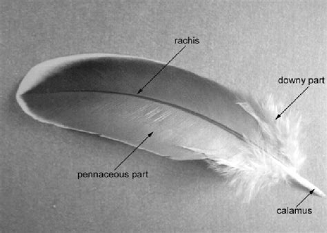 Quill Feather Diagram And Label Download Scientific Diagram Main