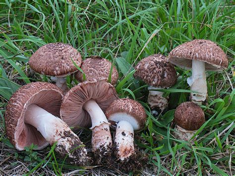 Agaricus Porphyrocephalus Sociedad Micológica Barakaldo