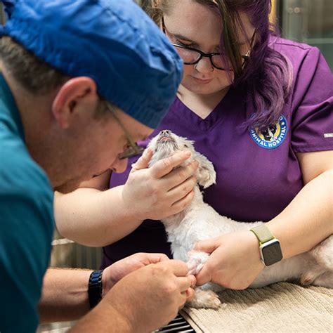 Pet Care Tips River Road Animal Hospital