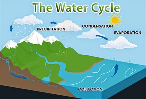 The Water Cycle English And Colours