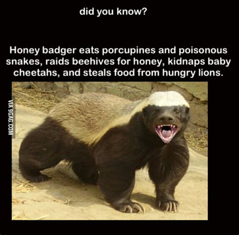 Did You Know The Honey Badger Dont Care 9gag