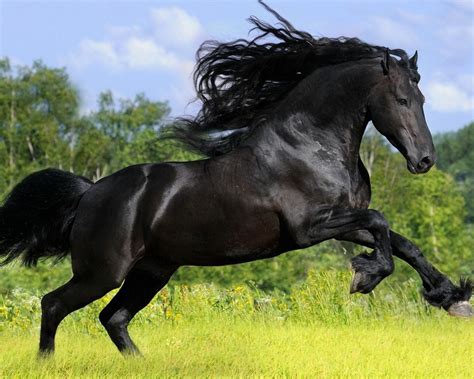Black Arabian Horse Wallpapers Top Free Black Arabian Horse