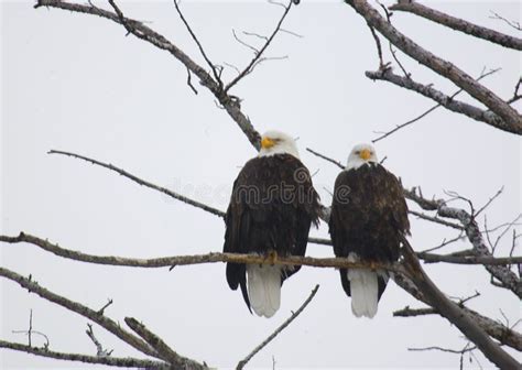 Pair Of Bald Eagles Sitting In Pine Forest Trees Stock Photo Image Of