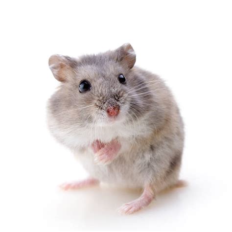 Hairy Hamster Stock Photos Pictures And Royalty Free Images Istock