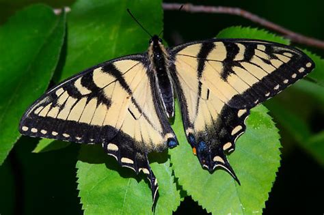 Papilio Sp Glaucus Or Canadensis Papilio Glaucus BugGuide Net