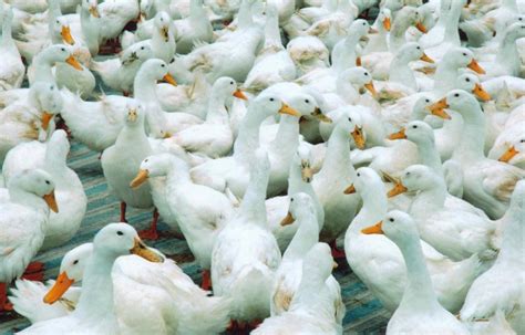 People can get infected with avian and swine influenza viruses, such as bird flu subtypes a(h5n1) and a(h7n9) and swine flu subtypes such as a(h1n1). Outbreak of H5N8 bird flu in some European countries