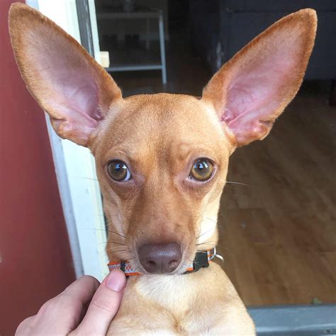 Bodhi With The Big Ears Chihuahua