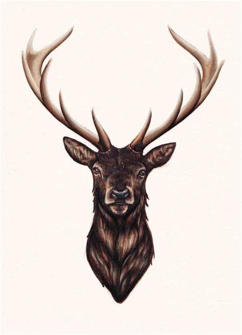 Stag Stag Tattoo Design Deer Head Tattoo Deer Tattoo