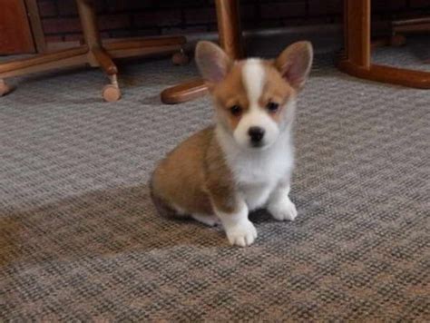 Aiko loves the outdoors and playing around with the other pups and children. Corgi Puppies For Adoption In Florida | PETSIDI