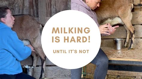 Milking Goats Youtube