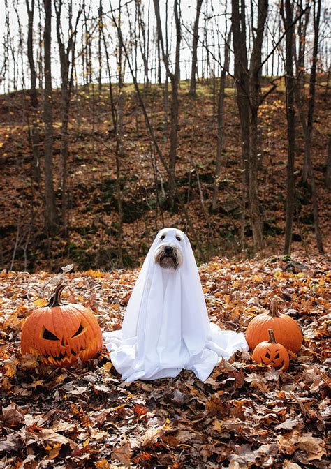 Dog Wearing A Ghost Costume Sitting Between Pumpkins For Halloween 2