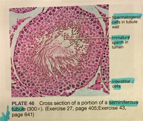 Exercise Physiology Of Reproduction Flashcards Quizlet