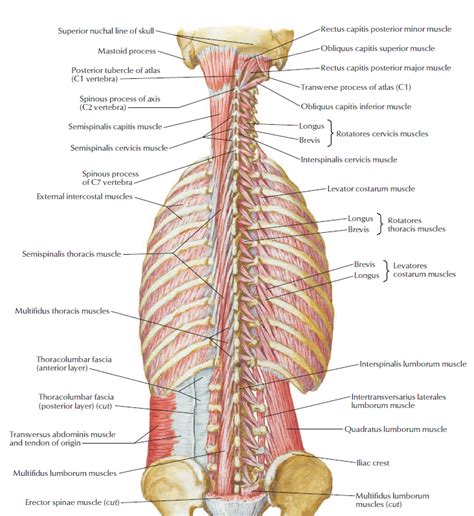 Intrinsic Back Muscles Deep Diagram Quizlet