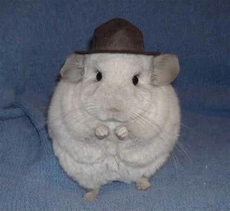 Cat puns that are just plain punny! Pin on I Can't Help But Giggle!