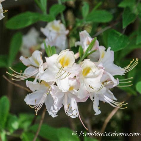 20+ Of The Best White Flowering Shrubs | White flowering shrubs, Flowering shrubs, Flowering bushes