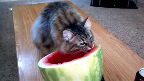 Cats Eating Watermelon Funny Cats Compilation 1 Funny Cat